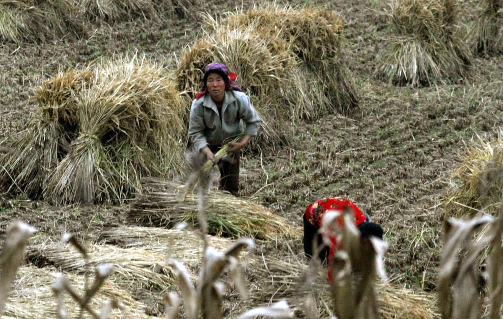 Bönder jobbar på fälten nära huvudstaden Pyongyang, den 13 oktober 2005. Foto: AP