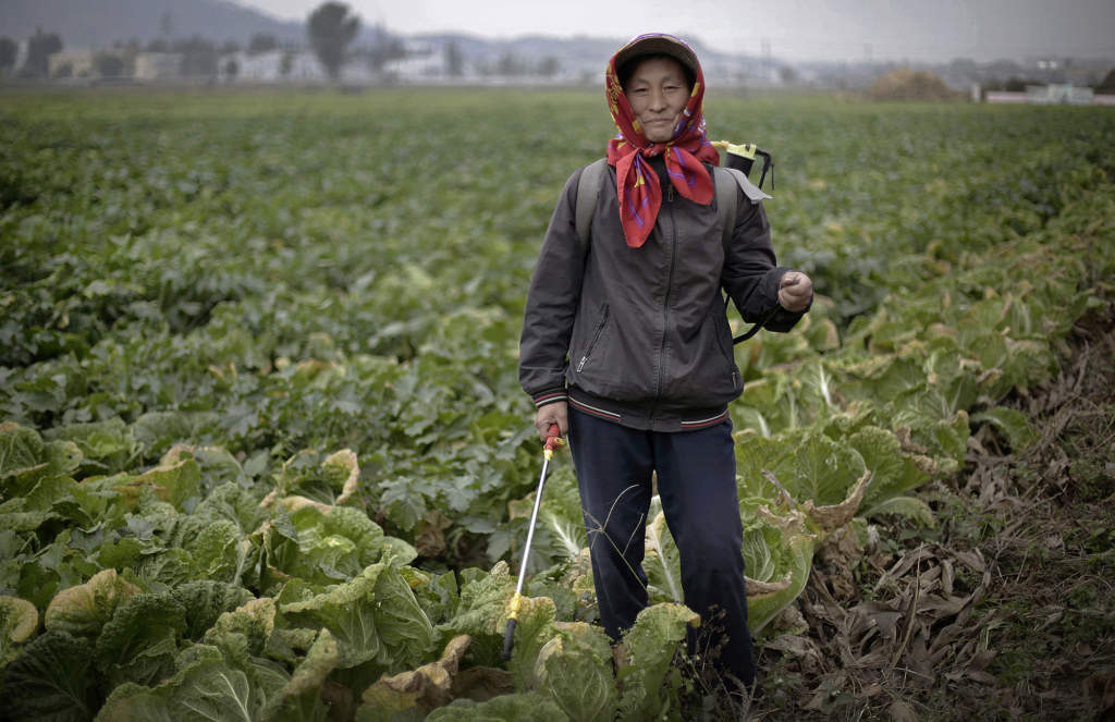 Jo Myong Sim, 42, har arbetar på grönsaksfarmen Chilgol utanför Pyongyang i 15 år. Här sprutar hon gödningsmedel på grödorna, den 24 oktober 2014. Foto: AP