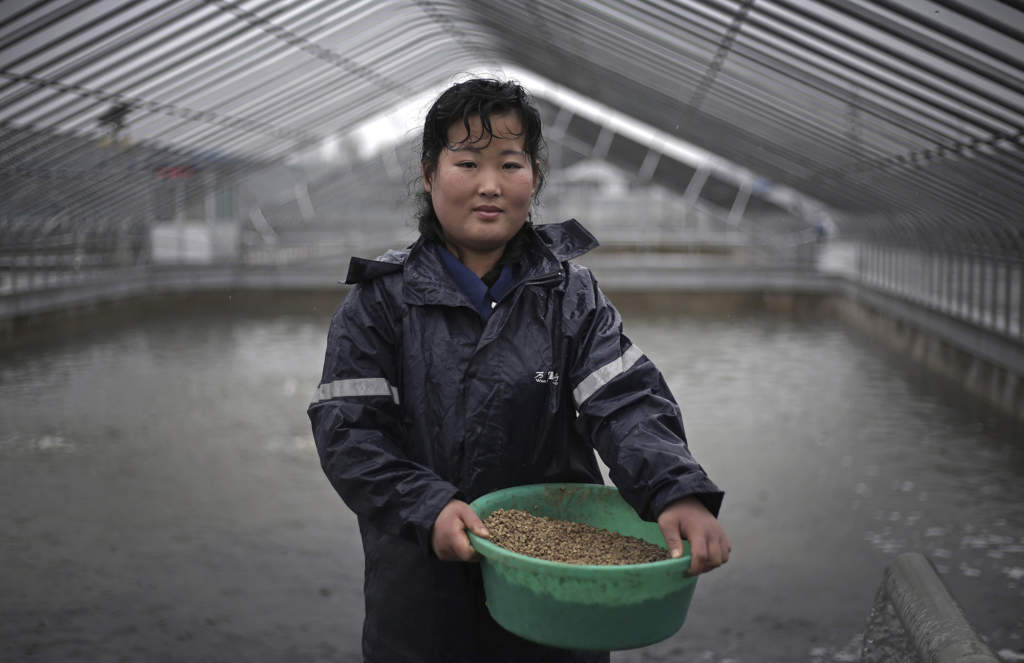Kim Jin Ok, 25, matar fiskarna på en fiskfarm i Pyongyang den 17 april 2017. Foto: AP